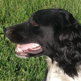 Luna - English Springer Spaniel