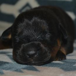 Boy 2 - Black and mahogany male Rottweiler puppy in Ethel, Washington from Titanenheim Rottweilers