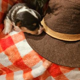 American Corgi, Collie, and Pembroke Welsh Corgi Puppies from Voneida Collies & Corgis