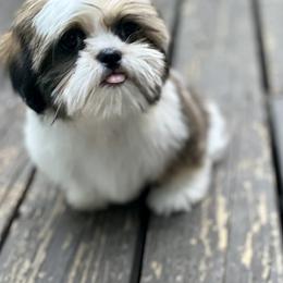 Shih Tzu Puppies from Amanda's Shih Tzu