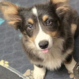 American Corgi, Cane Corso, Pembroke Welsh Corgi, and Rhodesian Ridgeback Puppies from Diamondcrest Inc