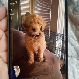 Assorted Doodle Crosses Puppies from Goldens and Doodles