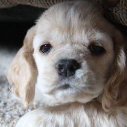 Chihuahuas and Cocker Spaniels from Keto Kennels