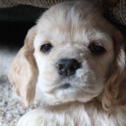 Chihuahuas and Cocker Spaniels from Keto Kennels
