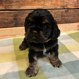 Yellow Collar Boy - Black white and tan male Cocker Spaniel puppy in Simms, Texas from Clayton’s Cocker Spaniels