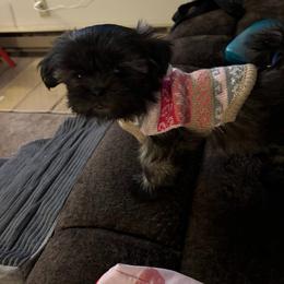Stevie - Brindle female Shih Tzu puppy in Hibbing, Minnesota from Iron Range Shih Tzu and Puppies