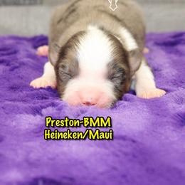 Preston - Blue merle male Miniature American Shepherd puppy in Elgin, Oregon from Cross L Miniature American Shepherds
