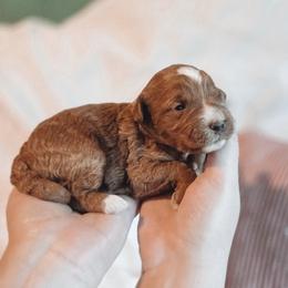 Riley - Red  female Goldendoodle puppy in Austin, Texas from Cedarcrest Goldendoodles