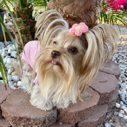 Cielo - Yorkshire Terrier