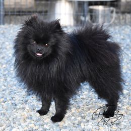 Vegas - Pomeranian