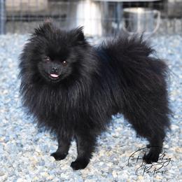 Vegas - Pomeranian