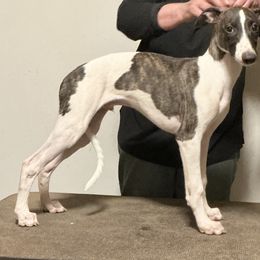 Dreamweaver Warp Speed - White and fawn brindle male Whippet puppy in Charlottesville, Virginia from Julie's Whippets