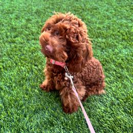 Ember, Rose Red of Garden of Poodles - Red  female Poodle puppy in Corona, California from Garden Of Poodles