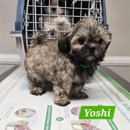 Yoshi - Brindle male Mal-Shi puppy in Greenville, North Carolina from Amanda's Sugar Sweet Puppies