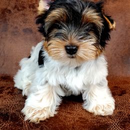 Yorkshire Terrier Puppies from Pixieland Yorkshire Terriers