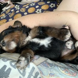 Bernedoodle Puppies from Bernedoodles of Utah