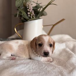 Apricot - Piebald female Dachshund puppy in Jacksonville, Florida from Florida Dippin’ Dachshunds & Aussiedoodles