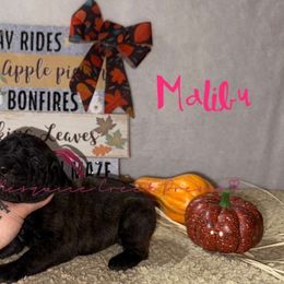 Malibu - Tiger female Perro de Presa Canario puppy in Horizon, Texas from Mesquite Creek Kennels