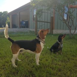 Beagle All Grown Up from Milissa's Beagles
