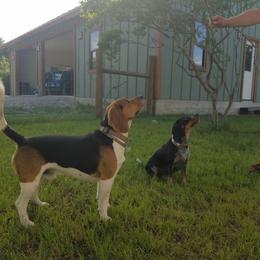 Beagle All Grown Up from Milissa's Beagles