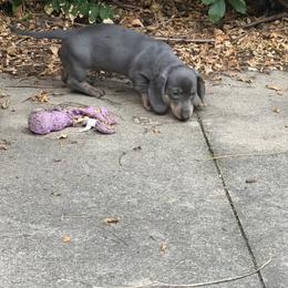 AKC Thumper - Dapple male Dachshund puppy in Erie, Michigan from Champagne’s Grinch Toe’d Dachshunds