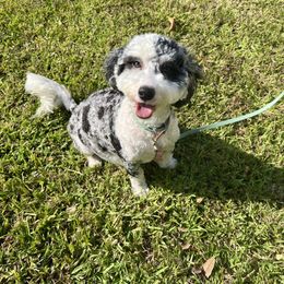 Trinity - Bernedoodle