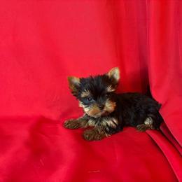 ZB boy yellow - Blue and gold male Yorkshire Terrier puppy in Alburnett, Iowa from Hobbs Shire Yorkies