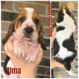 Uma - Black brown and white female Basset Hound puppy in Red Bay, Alabama from Maple Street Bassets