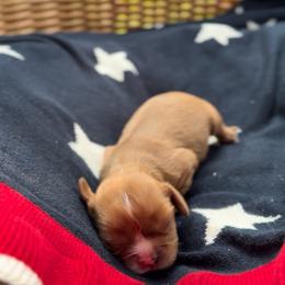 Martha - Ruby female Cavalier King Charles Spaniel puppy in Edmond, Oklahoma from Little Acorn Cavalier