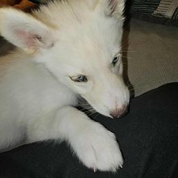 Siberian Husky Puppies from Jackson's Siberians