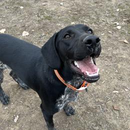 Denali - German Shorthaired Pointer