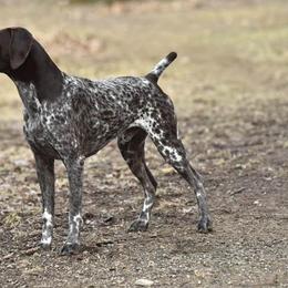 German Shorthaired Pointer All Grown Up from Windward German Shorthaired Pointers