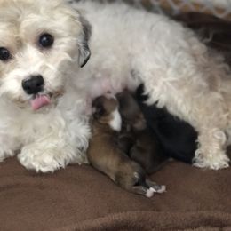 Havanese Puppies from Tzedek Farm