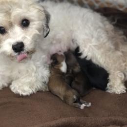 Havanese Puppies from Tzedek Farm