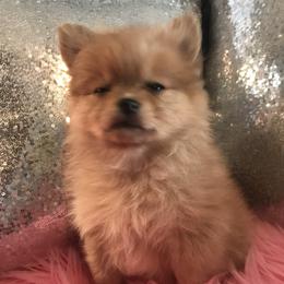 Pomeranian Puppies from Regal Poms