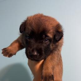 Green - Fawn male Belgian Malinois puppy in Westminster, South Carolina from Fromage Malinois
