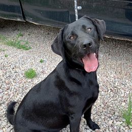 Dilute Retrievers and Labrador Retrievers from O’Dell Labs