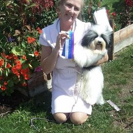 Havanese Puppies from SunWyst Havanese