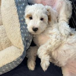 Powder - Parti female Goldendoodle puppy in Florence, South Carolina from Candy Doodles