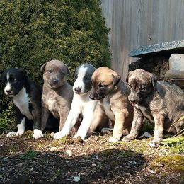 Whippet Puppies from Jamminwhippets