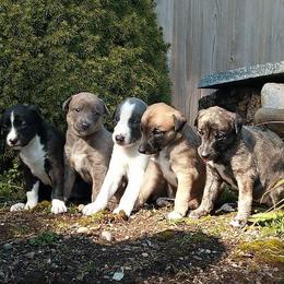 Whippet Puppies from Jamminwhippets