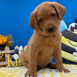 Royal Blue - Yellow male Labrador Retriever puppy in Heath Springs, South Carolina from Rich Hill Retrievers