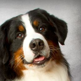 Bernese Mountain Dogs from Golden Reign Berners