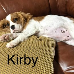 Cavalier King Charles Spaniel Puppies from Hungarian Cavaliers of Nashville