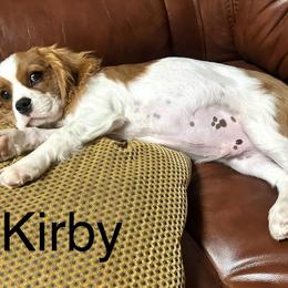 Cavalier King Charles Spaniel Puppies from Hungarian Cavaliers of Nashville
