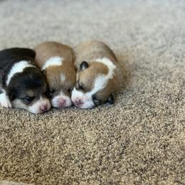 Pembroke Welsh Corgi Puppies from Nunas Corgis
