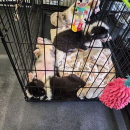 American Corgi, Cane Corso, Pembroke Welsh Corgi, and Rhodesian Ridgeback Puppies from Diamondcrest Inc