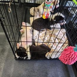 American Corgi, Cane Corso, Pembroke Welsh Corgi, and Rhodesian Ridgeback Puppies from Diamondcrest Inc