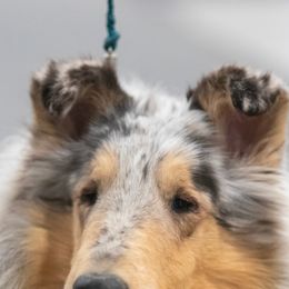 Collies from Jereco collies