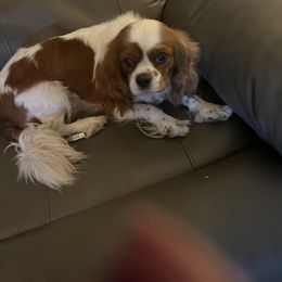 Sam - Cavalier King Charles Spaniel